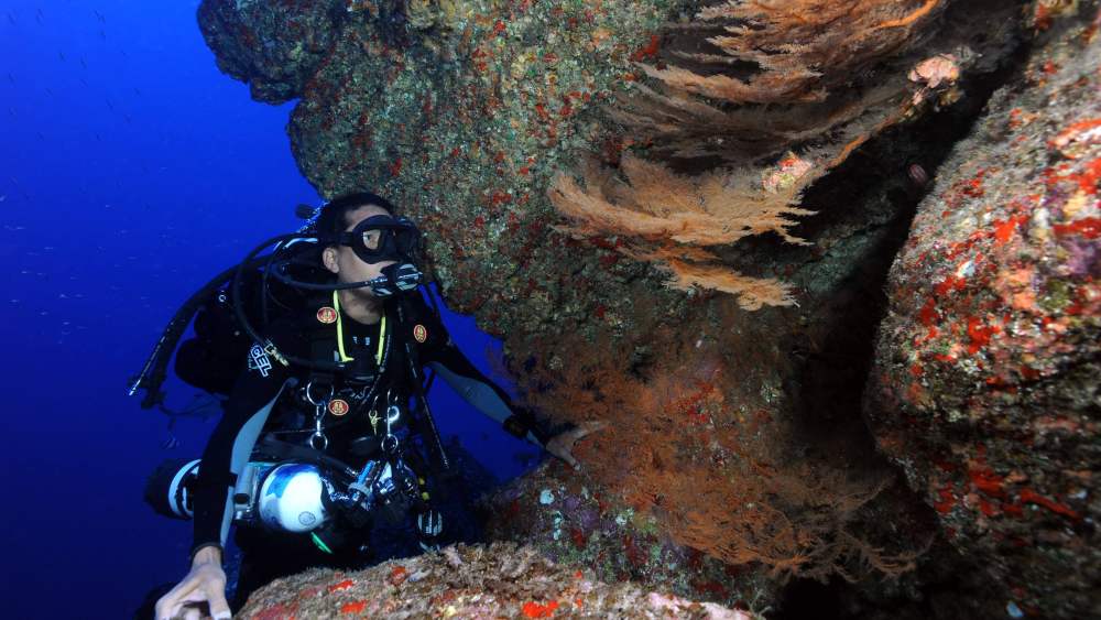 A man scuba diving in Papahanaumokuakea Marine National Monument examining coral in deep water.