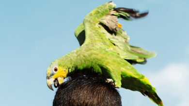 PhotoVogue Festival 2025 Panels | Honoring Indigenous Cultures